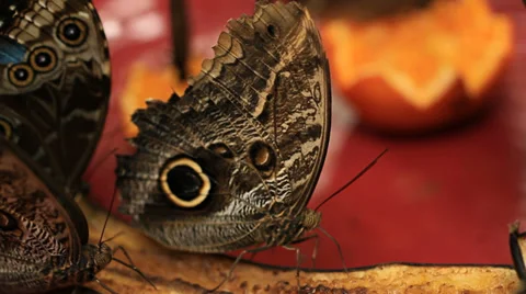 Butterflies Eating Stock Footage 31900839