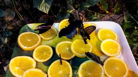 Butterflies eats oranges Stock Photos