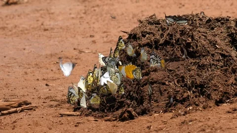 Butterflies on Elephant Dung Vídeo Stock 125133417