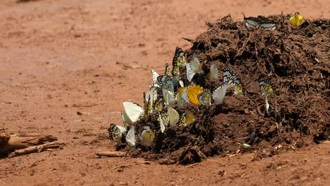Butterflies on Elephant Dung Stock Footage 125134072