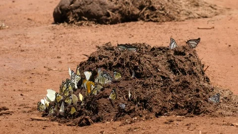 Butterflies on Elephant Dung Stock Footage 125134363