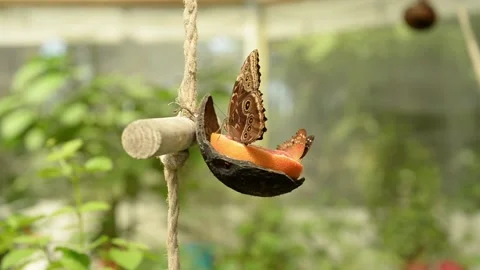 Butterflies feed on an orange slice Stock Footage 158456353
