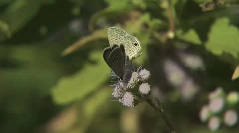 Butterflies Feeding Video stock 18940226
