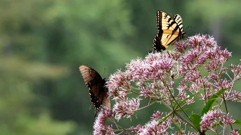 Butterflies feeding Stock Footage 205006261