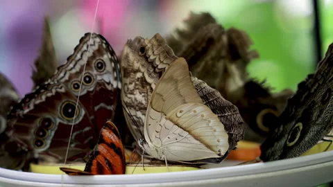 Butterflies feeding on fresh fruit. Stock Footage 312895150