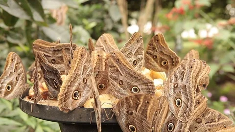 Butterflies feeding on fruit 스톡 동영상 77843889