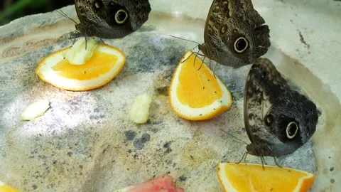 Butterflies feeding on orange Stock Footage 100465829