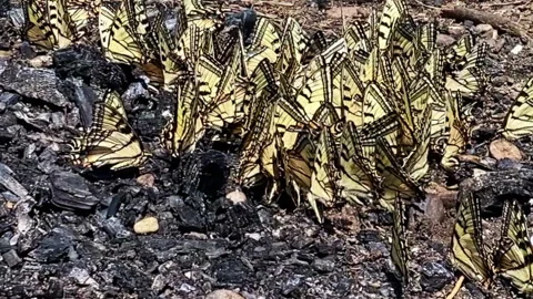 Butterflies on fire pit Stock Footage 276714953