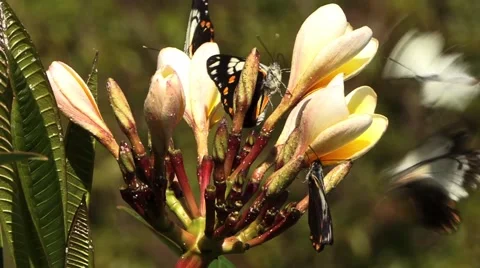 Butterflies on Flower Video stock 41672544