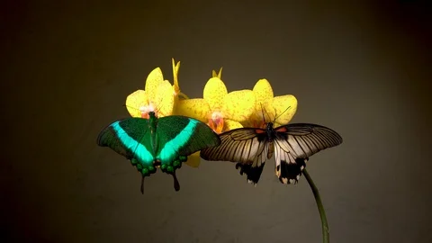 Butterflies on a flower Stock Footage 105216724