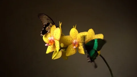 Butterflies on a flower Stock Footage 105968831