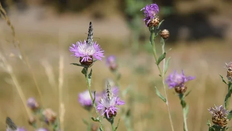 Butterflies on the flower Stock Footage 111531315