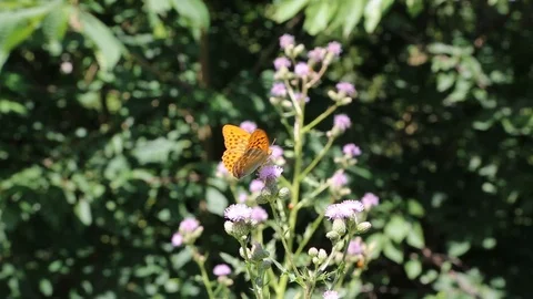 Butterflies on flower 스톡 동영상 112175243