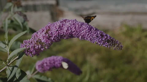 Butterflies on a flower Stock Footage 262631386