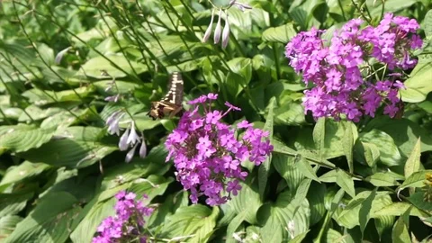Butterflies on flowers Video stock 79943450