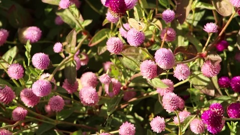 Butterflies on flowers Stock Footage 118995682