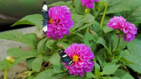 Butterflies on flowers Stockbeeldmateriaal 124385654