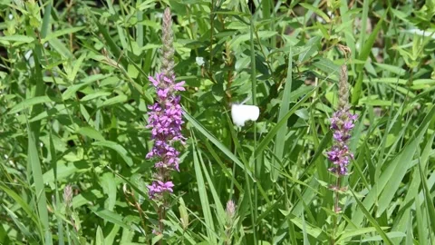 Butterflies on the flowers Stock Footage 138123896