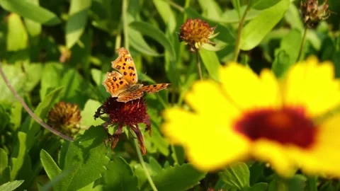Butterflies on flowers Stock Footage 314908369