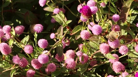 Butterflies on flowers in Spring Video stock 118995642