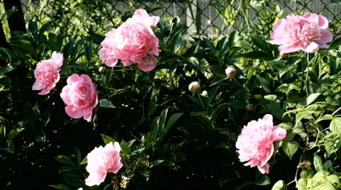 Butterflies on flowers in summer Stock Footage 64161817