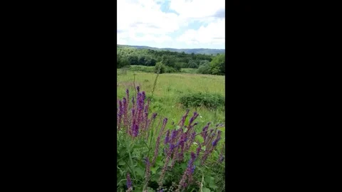 Butterflies flutter wildflowers cloudy spring meadow landscape 스톡 동영상 328642624
