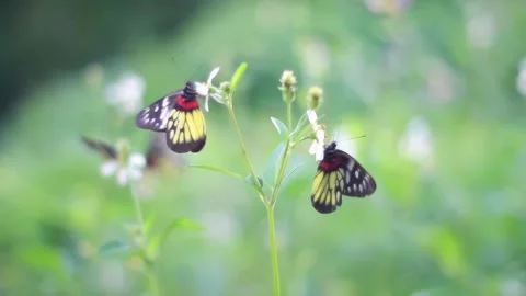 Butterflies fluttering around small white wildflowers in a sunny garden meadow Stock Footage 342105427
