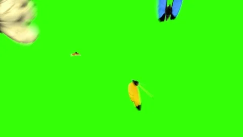 Butterflies Fly to the Camera on a Green Background Stock Footage 90712771