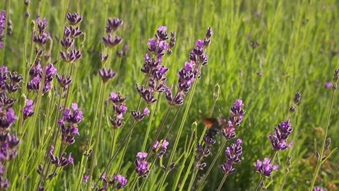 Butterflies Fly into a Garden Video stock 81489401
