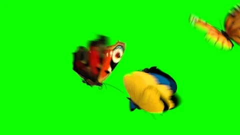 Butterflies Fly on a Green Background Stock Footage 105854779