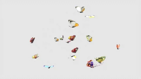 Butterflies fly idle Stock Footage 321015539