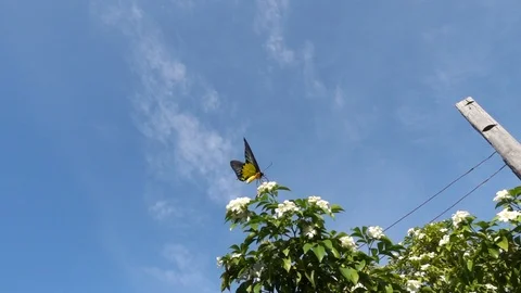 Butterflies fly on pollen and cloud background, video slow motion, 스톡 동영상 113616201