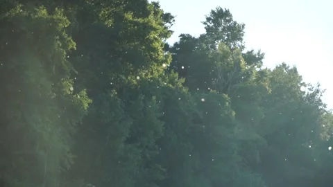 Butterflies fly in the rays of the setting sun Stock Footage 140382877