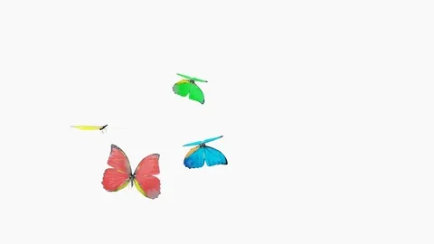 Butterflies fly on a white background. Loop Animation 库存影片 74577303