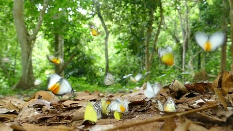 Butterflies flying in forest Stock Footage 90687122