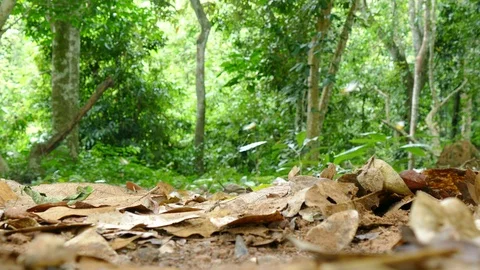 Butterflies flying in forest Stock Footage 90688581