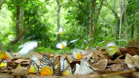 Butterflies flying in forest Stock Footage 90688934