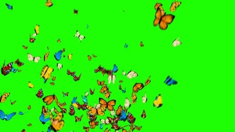 Butterflies Flying on a Green Background Video stock 87938544
