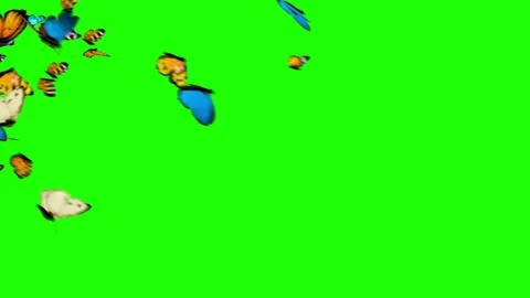 Butterflies Flying on a Green Background Stock Footage 87948839