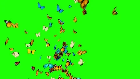 Butterflies Flying on a Green Background Stock Footage