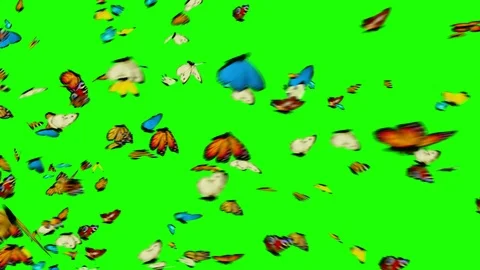 Butterflies Flying on a Green Background Stock Footage 87987688