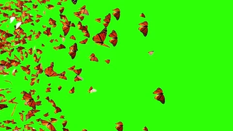 Butterflies Flying from left to rigt isolated on a Green Background 3d animation Stock Footage