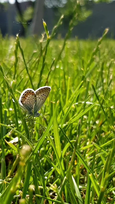 Butterflies flying over grass Stock Footage 297002243
