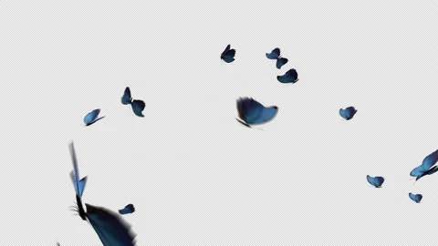 Butterflies flying Right to Left. Only 4K Mov Codec Png With Alpha Channel 動画素材 137627357