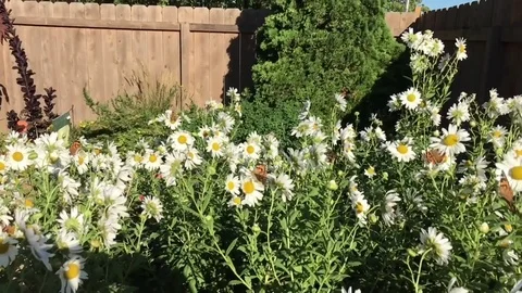 Butterflies Flying in Slow Motion 스톡 동영상 80267241