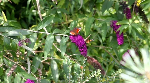 Butterflies Stock Footage 491862