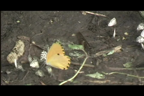 Butterflies Stock Footage 606379