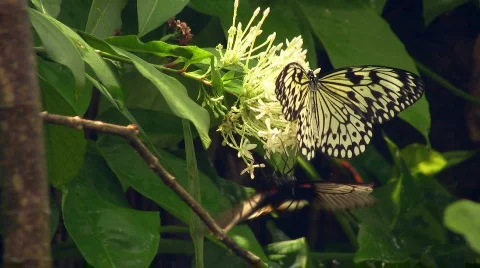 Butterflies 스톡 동영상 645067