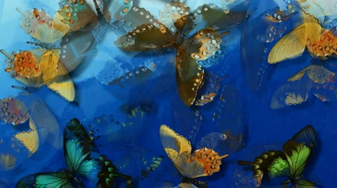 Butterflies Stock Footage 5089916