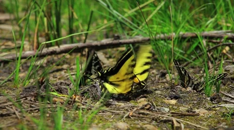 Butterflies Video stock 8515880